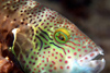 Perhentian Island - Temple of the sea: Yellow dotted splendour wrasse (Cheilinus chlororus) coming to feed off the particles moved by a scorpionfish moving, Pulau Perhentian, South China sea (photo by Jez Tryner)