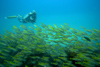 Malaysia - underwater image - Perhentian Island: shoal of fish and diver - scuba diving (photo by Jez Tryner)