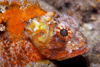 Perhentian Island - Temple of the sea: Blotchfin scorpionfish (Scorpaenodes varipinnis) hiding on a rock