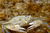 Malaysia - Perhentian Island: Sand crab on a shallow sandy bottom, confined water area, Pulau Perhentian, South China sea