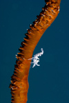 Malaysia - Perhentian Island - Twin rocks: Whip coral partner shrimp (Dasycaris Zanzibarica) on a Cirripathes sea whip