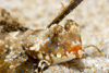 Perhentian Island: juvenile fingered dragonet (Dactylopus dactylopus) on a shallow sandy bottom, Confined water area