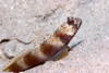 Perhentian Island - Batu Nisan: Metallic shrimp goby (Amblyeleotris latifasciata) on a shallow sandy lagoon floor