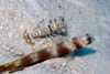 Perhentian Island - Batu Nisan: Metallic shrimp goby (Amblyeleotris latifasciata) with partner shrimp