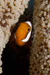 Malaysia - Perhentian Island - Batu Nisan: Panda / saddleback anenome fish (Amphiprion polymnus) in it's anenome - front view - underwater photo by Jez Tryner