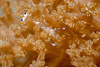 Malaysia - Perhentian Island - Batu Nisan: Commencal shrimp (Periclemenes Venustus) on a soft coral plant on the shallow sandy lagoon floor II