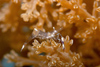 Malaysia - Perhentian Island - Batu Nisan: Commencal shrimp (Periclemenes Venustus) on a soft coral plant on the shallow sandy lagoon floor , Pulau Perhentian, South China sea