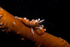 Malaysia - Perhentian Island - Twin Rocks: Whip partner coral shrimp (Pontonides unciger) on a whip coral