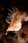 Malaysia - underwater images - Perhentian Island -  Twin rocks: Leopard chromodoris (chromodoris leopardus) nudibranch moving over the reef wall - photo by J.Tryner
