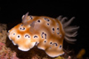 Malaysia - underwater images - Perhentian Island -  Twin rocks: Leopard chromodoris (chromodoris leopardus) nudibranch moving over the reef wall - photo by J.Tryner