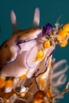 Malaysia - underwater images - Perhentian Island -  Twin rocks: Leopard chromodoris (chromodoris leopardus) nudibranch showing the mouth on a coral - photo by J.Tryner