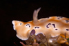 Malaysia - underwater images - Perhentian Island -  Twin rocks: Leopard chromodoris (chromodoris leopardus) nudibranch moving over the reef wall - photo by J.Tryner