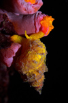 Malaysia - Perhentian Island - Twin rocks: Golden wentle trap - yellow sea snail (Epitonium billeeanum) with it's proboscis in the top of a daisy cup coral (Tubastraea coccinea) feeding