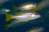 Perhentian Island - Temple of the sea: Brown stripe snapper / sea perch (Lutjanus vitta) and big eye snapper / sea perch (Lutjanus Lutjanus) in the blue (photo by Jez Tryner)