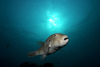 Malaysia - underwater image - Perhentian Island - South China Sea - Twin rocks: giant puffer fish (photo by Jez Tryner)