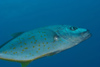 Perhentian Island - Temple of the sea: Gold spotted trevally (Carangoides fulvoguttatus) hunting in the blue