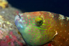 Perhentian Island - Temple of the sea: Yellow dotted Splendour / Maori wrasse (Cheilinus chlorurus) inquisitive about the camera (photo by Jez Tryner)