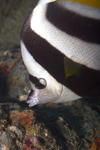 Perhentian Island - Temple of the sea: Reef bannerfish (Heniochus acuminatus) feeding on the reef (photo by Jez Tryner)