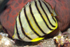 Perhentian Island - Temple of the sea: Eight banded butterflyfish (Chaetodon octofasciatus) feeding on the reef (photo by Jez Tryner)