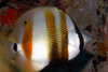 Perhentian Island - Temple of the sea: Orange banded coralfish / butterfly fish (Coradion chrysozonus) feeding on the reef (photo by Jez Tryner)