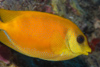 Perhentian Island - Temple of the sea: Coral rabbitfish (Siganus tetrazonus)