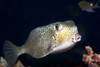 Perhentian Island - Temple of the sea: Rhino boxfish (ostracion rhinorhynchus) hovering over the reef with a black background (photo by Jez Tryner)