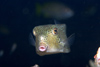 Perhentian Island - Temple of the sea: Rhino boxfish (ostracion rhinorhynchus) - head view (photo by Jez Tryner)