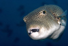 Perhentian Island - Temple of the sea: Giant / starry pufferfish (Arothron stellatus) hanging in the blue with a dark background (photo by Jez Tryner)