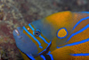 Perhentian Island - Temple of the sea: Blue ringed angel fish (pomacanthus annularis) head shot