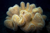 Malaysia - underwater image - Perhentian Island - Twin rocks: Soft coral - coral reef (photo by Jez Tryner)