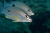 Perhentian Island - Temple of the sea: Schooling Russel's snapper / Moses Perch (Lutjanus russelii)