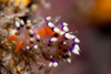 Malaysia - Perhentian Island - Twin rocks: Nudibranch - Flabellina exoptata (much desired flabellina) moving along a reef - photo by J.Tryner