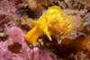 Malaysia - Perhentian Island - Twin rocks: Golden wentle trap - yellow sea snail (Epitonium billeeanum) foraging for food on a reef wall