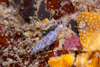 Malaysia - underwater images - Perhentian Island - Twin rocks: Tiny (15mm) flabellina rubrolineata (red lined flabellina) nudibranch moving along a reef wall - photo by J.Tryner