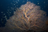 Malaysia - underwater image - Perhentian Island: fan coral and small fish (photo by Jez Tryner)