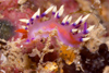 Perhentian Island - Twin rocks: Nudibranch - Flabellina exoptata (much desired flabellina) on  a reef wall - photo by J.Tryner