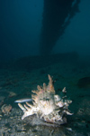 Malaysia - Perhentian Island - Sugar wreck: Branched Murex shell (Chicoreus ramosus) moving along the sandy sea floor next to the wreck - conch - shell