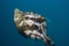 Perhentian Island - Sugar wreck: Fan belllied leatherjacket / filefish (Monacanthus chinensis) swimming amongst the rigging of the wreck after making it its home, Pulau Perhentian, South China sea, Penninsular Malaysia, Asia (photo by Jez Tryner)