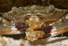 Malaysia - Perhentian Island Sand crab eating a leg of a wondorous meilibe (Melibe cf. mirifica), Confined area, Pulau Perhentian, South China sea, Penninsular Malaysia, Asia