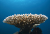 Perhentian Island - Batu nisan: coral