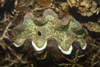 Malaysia - Perhentian Island - Batu Nisan: Fluted Giant clam (Tridacna squamosa)