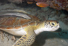 Malaysia - Perhentian Island - Batu Nisan: Juvenile Green turtle (Chelonia mydas) under an overhang with 2 remora slender sucker fish (Echeneis naucrates) attached