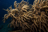 Malaysia - underwater image - Perhentian Island: luxuriant (photo by Jez Tryner)