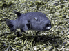 Malaysia - Sabah  (Borneo)  - Sipidan island: pufferfish (photo by Ben Jackson)