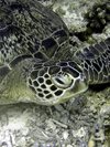 Malaysia - Sabah  (Borneo) Sipidan island: sea turtle (photo by Ben Jackson)