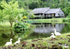 Malaysia - Sarawak Cultural Village, Borneo: Melanau (Dayak) Tall House built by indigenous Bornean tribespeople - ducks (photo by Rod Eime)