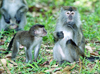 Malaysia - Sarawak (Borneo) - Bako NP: Long-tailed Macaque with baby - Macaca fascicularis (photo by Rod Eime)