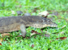 Malaysia - Sarawak (Borneo) - Bako National Park: water monitor lizard (photo by Rod Eime)