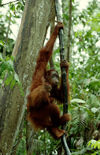Malaysia - Semenggok Rehabilitation Centre, Sarawak - Borneo: Orangutan / orang-utan female with baby - pongo pygmaeus - equatorial vegetation (photo by Rod Eime)