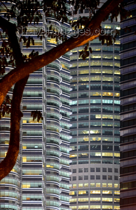 mal363: Kuala Lumpur, Malaysia: Petronas Towers - metal façade and organic forms of a nearby tree - photo by M.Torres - (c) Travel-Images.com - Stock Photography agency - Image Bank